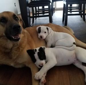 Meet your Posher, Jayden